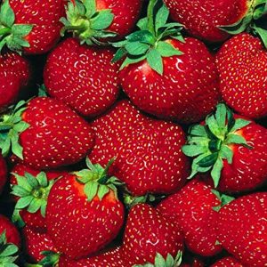 strawberry-photo